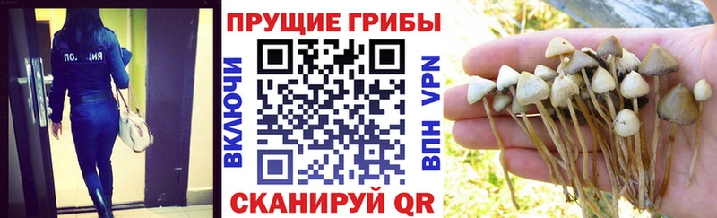 продажа наркотиков  Туран  Псилоцибиновые грибы мухоморы 